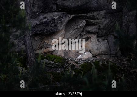 Owl nest on the rock ledge. Wildlife scene from wild nature. Big Eurasian Eagle Owl, Bubo bubo, two young chick in rock with green moss. Stone forest Stock Photo