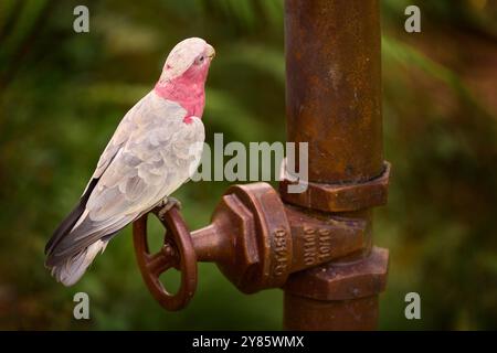 galah grey cockatoo, Eolophus roseicapilla, big pink parrot on the ducting pipes with tap faucet spigot. Big pink parrot, galah, urban wildlife in Aus Stock Photo