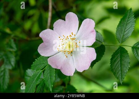 A delicate pink wild rose blossom is in full bloom, showcasing its intricate petals and yellow center. Stock Photo