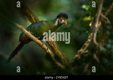 Guinea turaco, Tauraco persa, green crest bird from Congo in Africa. Turaco sitting on the branch in the nature habitat. Birdwatching in tropic forest Stock Photo