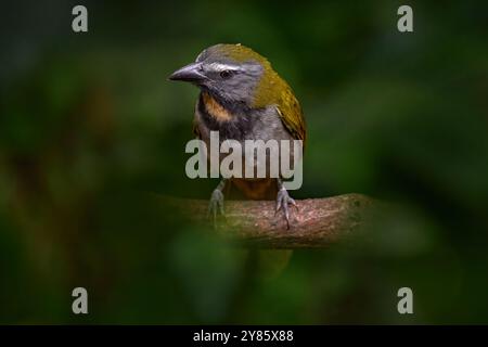 Costa Rica wildlife. Buff-throated Saltator, Saltator maximus, exotic bird sitting on the branch in the green forest. Tropic tanager in the nature hab Stock Photo