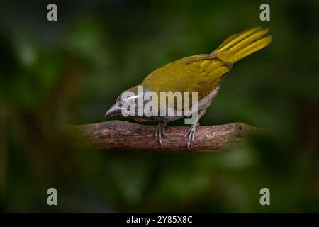 Buff-throated Saltator, Saltator maximus, exotic bird sitting on the branch in the green forest. Tropic tanager in the nature habitat at Costa Rica, C Stock Photo