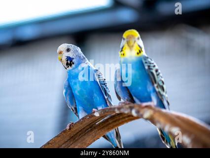 Handsome Young happy male Blue Budgie Mauve Budgie perched on a tree branch singing and playing Stock Photo