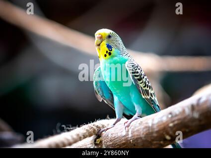 Handsome Young happy male Blue Budgie Mauve Budgie perched on a tree branch singing and playing Stock Photo