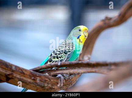 Handsome Young happy male Blue Budgie Mauve Budgie perched on a tree branch singing and playing Stock Photo