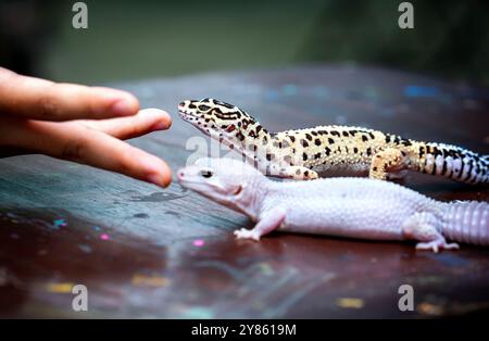 Leopard Gecko ( Eublepharis macularius ). Exotic animals in the human environment. Reptile feeding by insects , holding and feeding a leopard Stock Photo