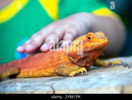 Bearded Dragon Hypo closeup on nature background, Bearded Dragon Red Hypo side view on wood Stock Photo