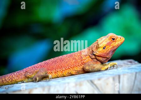 Bearded Dragon Hypo closeup on nature background, Bearded Dragon Red Hypo side view on wood Stock Photo