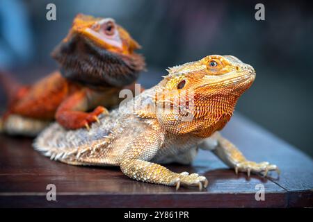 Bearded Dragon Hypo closeup on nature background, Bearded Dragon Red Hypo side view on wood Stock Photo