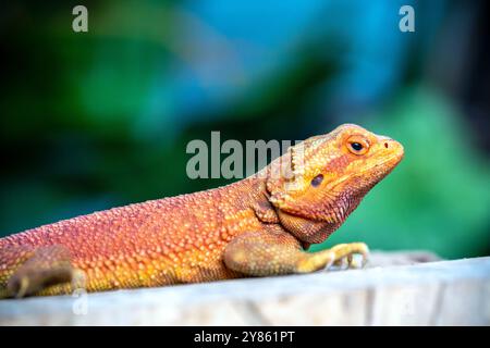 Bearded Dragon Hypo closeup on nature background, Bearded Dragon Red Hypo side view on wood Stock Photo