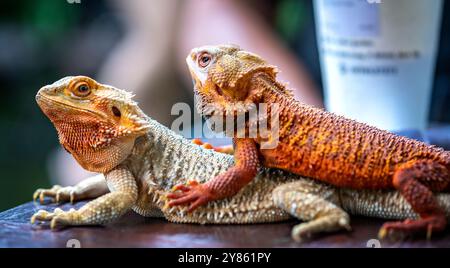 Bearded Dragon Hypo closeup on nature background, Bearded Dragon Red Hypo side view on wood Stock Photo