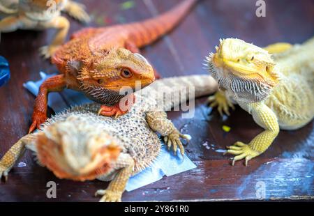 Bearded Dragon Hypo closeup on nature background, Bearded Dragon Red Hypo side view on wood Stock Photo