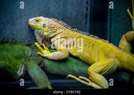 Bearded Dragon Hypo closeup on nature background, Bearded Dragon Red Hypo side view on wood Stock Photo