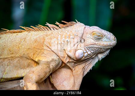 Bearded Dragon Hypo closeup on nature background, Bearded Dragon Red Hypo side view on wood Stock Photo