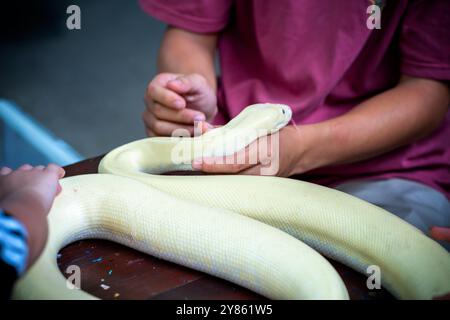 White pythons lie on human hands as pets to relax in rural areas of Vietnam Stock Photo