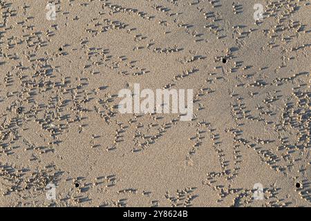 Few crab holes & lots of little sandballs made by sand bubbler crab on the beach on a sunny day, viewed from above. Abstract natural sandy background. Stock Photo