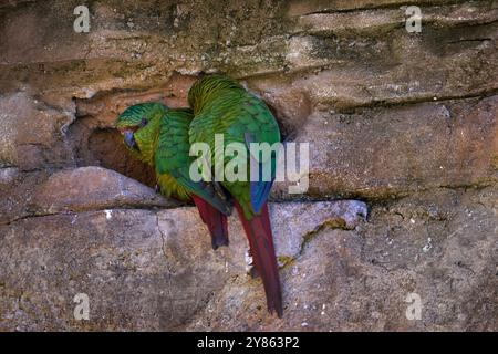 Bird nest. Austral Parakeet, Enicognathus ferrugineus, pair of green parrot in the nest hole in the nature habitat. Bird from Chile, wildlife in South Stock Photo