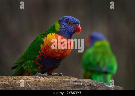 Wilflife, bird from Australia. Parrot Rainbow Lorikeets, Trichoglossus haematodus, colourful parrot sitting on the branch, animal in the nature habita Stock Photo