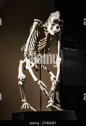 Skeleton of Gorilla in museum Stock Photo