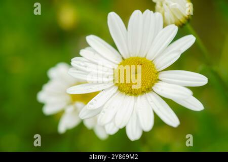 Wild daisy flower growing on meadow, white chamomile on green grass background. Oxeye daisy, Leucanthemum vulgare, daisies. Gardening concept. Chamomi Stock Photo