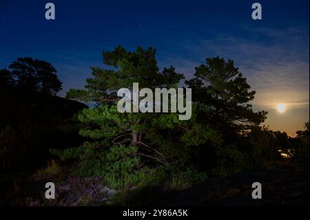 Night sky with a bright moon and shining stars with partly lit up pine tree and heather in the foreground. Telemark County, Norway. Stock Photo