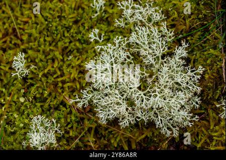 Closeup from above of green reindeer lichen growing among moss in southern Norway. Stock Photo