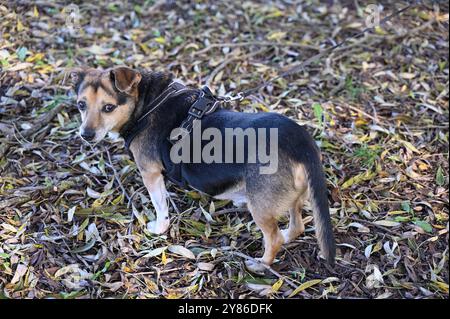 This photo showcases a small, mixed-breed dog standing outdoors, looking alert while wearing a black harness. The dog is standing on a bed of autumn l Stock Photo