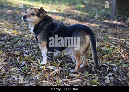 This photo showcases a small, mixed-breed dog standing outdoors, looking alert while wearing a black harness. The dog is standing on a bed of autumn l Stock Photo