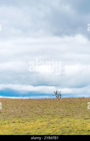 A vertical image of puffy white and grey clouds over a grassy empty paddock or field in central western New South Wales, Australia Stock Photo
