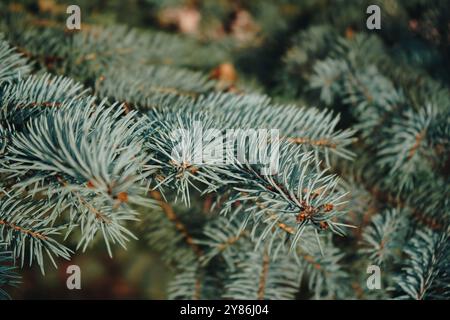 Christmas pine tree. Close-up of a pine branch with a new young shoot. The green needles on the branch, dwarf mountain pine, mugo. Green pine branches Stock Photo