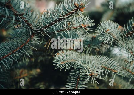 Green pine branches. Close-up of a pine branch with a new young shoot. The green needles on the branch, dwarf mountain pine, mugo. Stock Photo