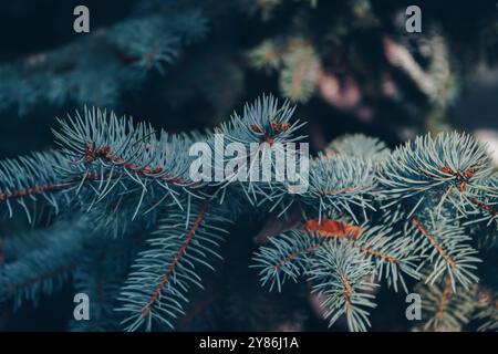 Close-up of a pine branch with a new young shoot. The green needles on the branch, dwarf mountain pine, mugo. Green pine branches. Christmas pine tree Stock Photo