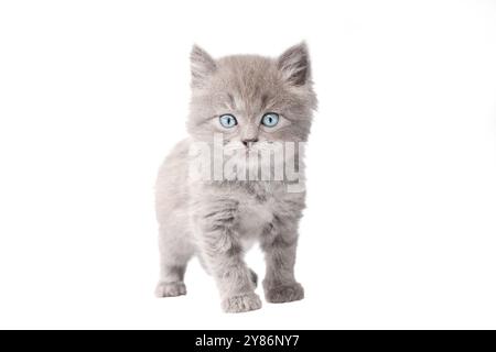 kitten gray with blue eyes isolated on white background Stock Photo