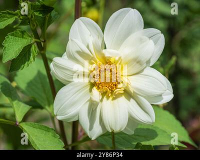 Closeup view of stem, leaves and creamy white and golden yellow flower of dahlia pinnata blooming outdoors in garden isolated on natural background Stock Photo