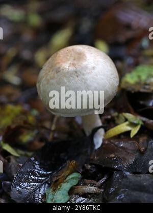 Pale Brittlestem, Candolleomyces candolleanus, syn. Psathyrella candolleana, Psathyrellaceae. Bricket Wood, Hertfordshire, UK. Stock Photo