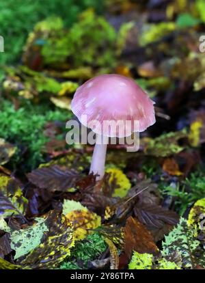 Lilac Bonnet Fungi, Mycena pura var rosea, Mycenaceae. Bricket Wood, Hertfordshire, UK Stock Photo