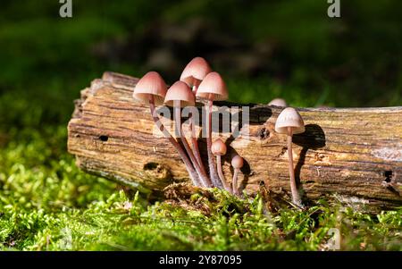 Mycena haematopus tiny mushrooms growing in clusters along a log. Aka the bleeding fairy helmet, the burgundydrop bonnet, or the bleeding Mycena. Stock Photo