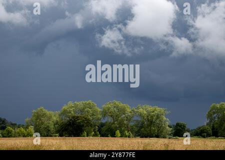 Dark and stormy clouds over green leaves on trees and yellow sun baked grass Stock Photo