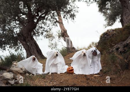 Three dogs dressed as ghosts sit outdoors under trees, with a pumpkin beside them. The Halloween costumes create a spooky yet fun scene in the forest. Stock Photo
