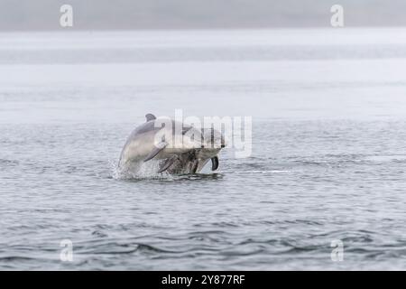 A pair of common bottlenose dolphins (Tursiops truncatus), jumping out of the water, Moray Firth, Scotland Stock Photo