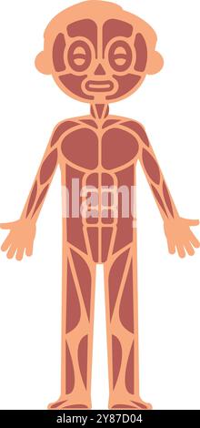 Kid muscular system infographics. Human anatomy illustration Stock Vector