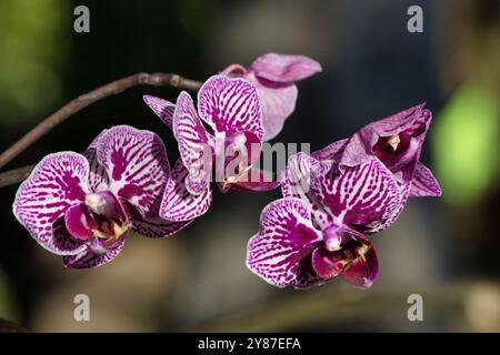 A bunch of purple and white flowers with black spots. The flowers are on a stem and are in a vase Stock Photo