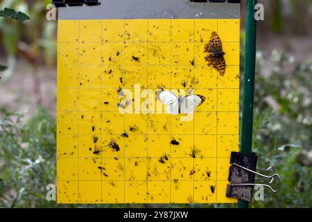 Yellow sticky card trap used to monitoring and predicting pest infestation in crop fields. Stock Photo