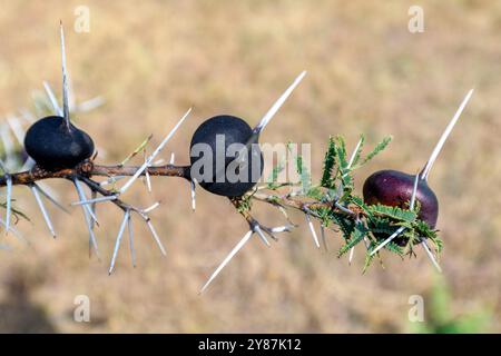 Whistling thorn acasia (Vachellia drepanolobium) with needle-like and swollen thorns (domatia) that act as shelter and nesting space for symbiotic ant Stock Photo