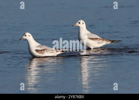 BLACK-HEADED GULL (Chroicocephalus ridibundus) pair of 1st winter birds wading in shallow seawater, UK. Stock Photo