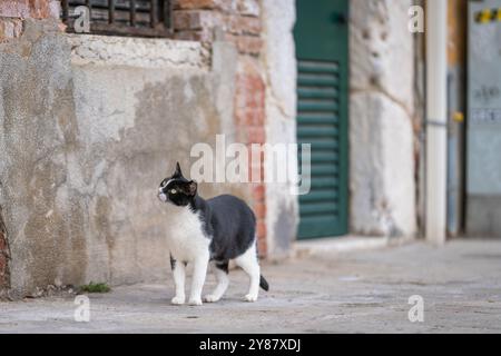 Domestic black and white short hair cat walking on the street. Bicolor also known as tuxedo cat in Venice. Narrow street in Venice Stock Photo