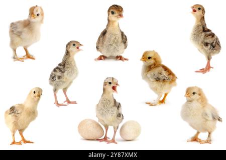Big collection of chickens and turkeys isolated on white background. Stock Photo