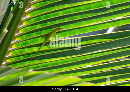 Anolis Carolinensis lizard is sitting on green palm tree leaf, close-up natural photography Stock Photo