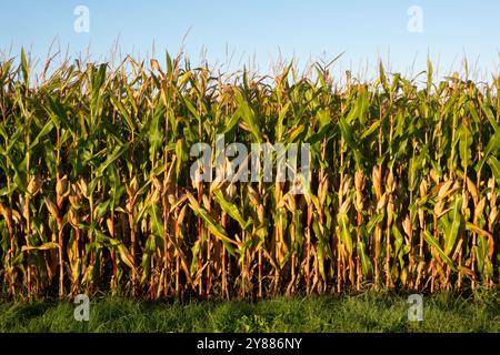Ripe Maize crop on a field under blue sky Stock Photo