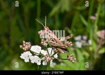 An adult Field grasshopper, Chorthippus brunneus, resting on Hedge Parsley. This grasshopper has a  reddish head with light pink wings. Stock Photo